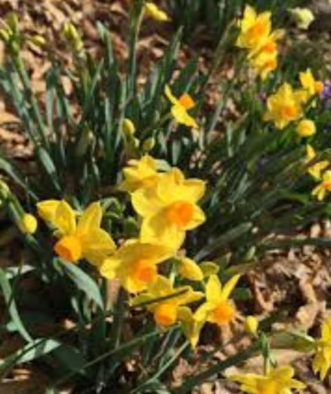 مبيت وإفطار بيمونت Il Giardino المظهر الخارجي الصورة