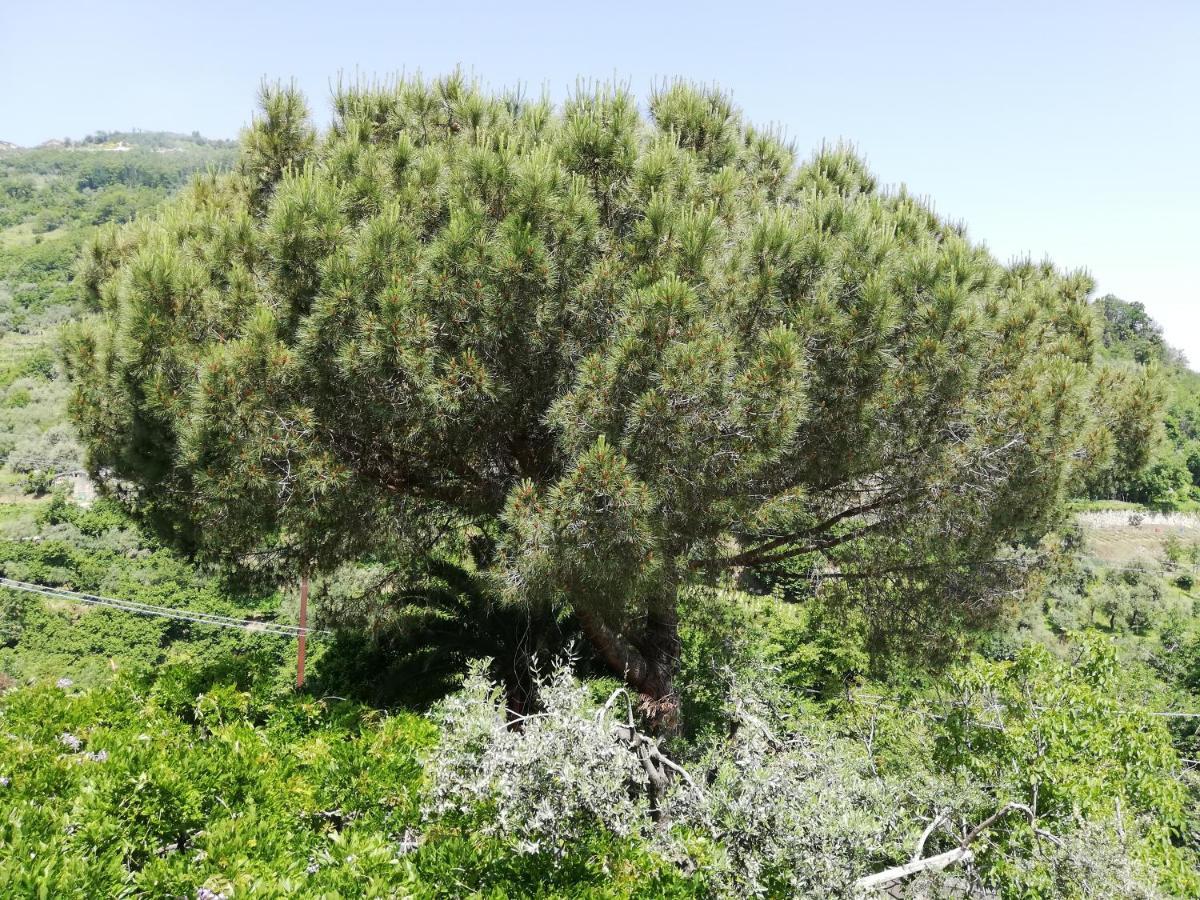 مبيت وإفطار بيمونت Il Giardino المظهر الخارجي الصورة